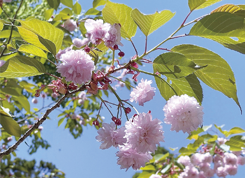 稚児桜