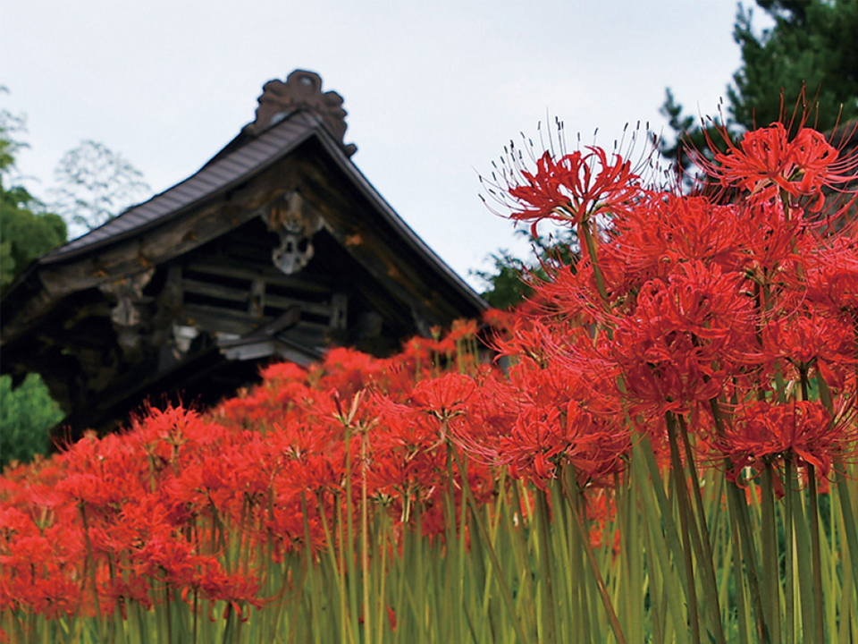 慈恩寺の秋「彼岸花」