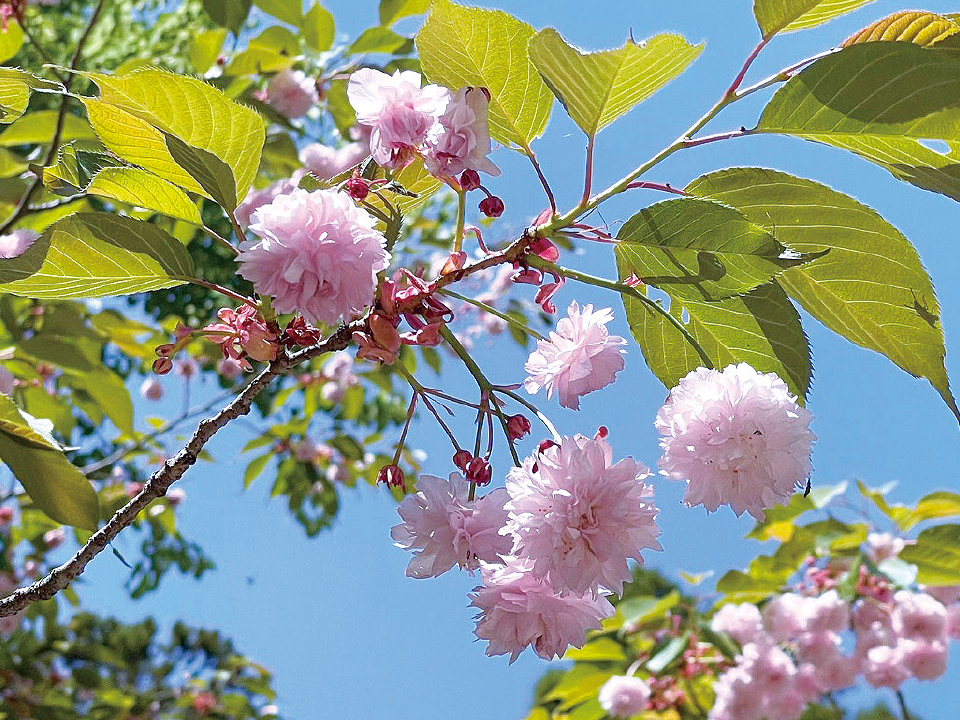 慈恩寺の春「稚児桜」